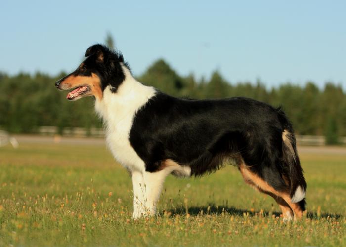 Collie, pitkäkarvainen, narttu