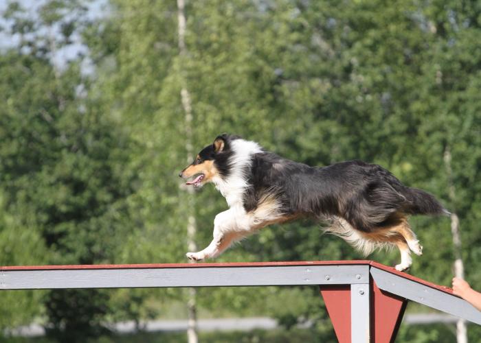 collie, pitkäkarvainen, agility