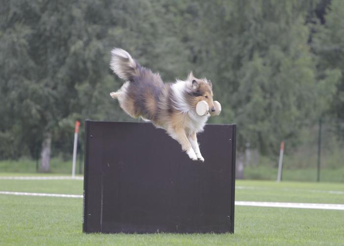 Collie, pitkäkarvainen, toko