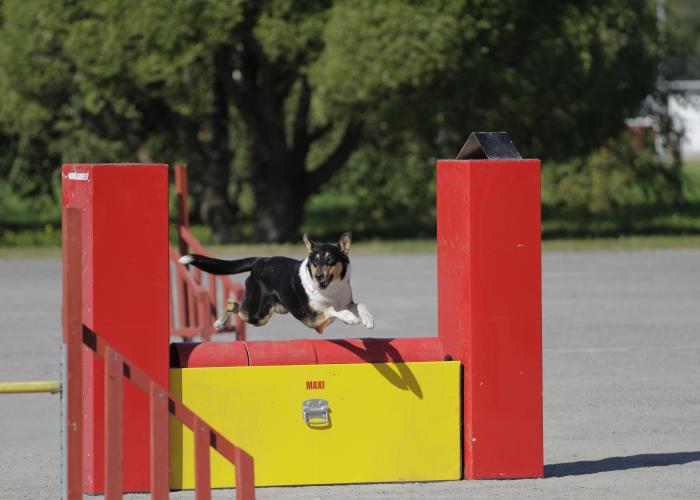 Collie, sileäkarvainen, agility