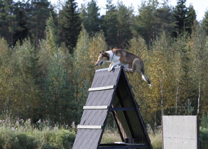 Collie, pitkäkarvainen