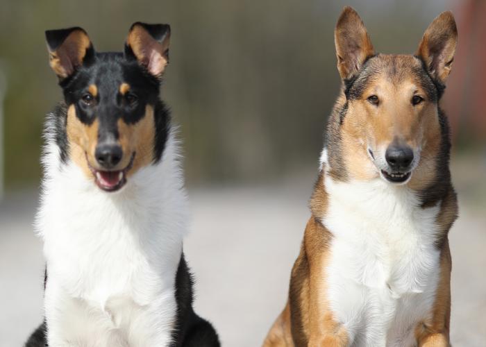 Collie, sileäkarvainen