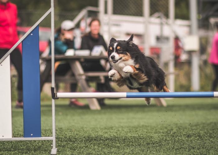 Pieniamerikanpaimenkoira_agility