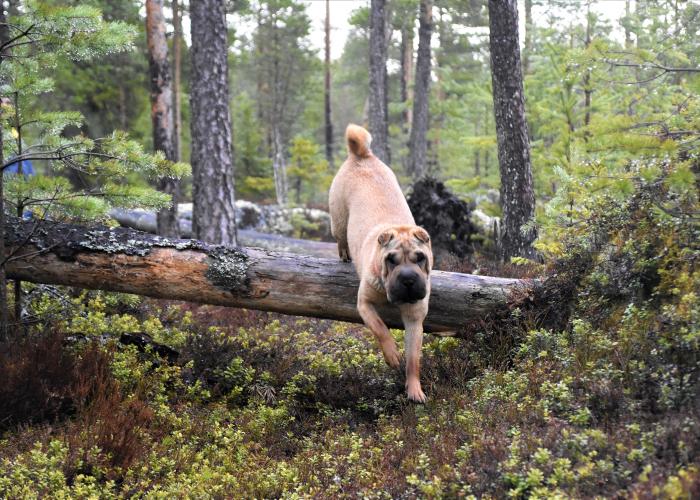 Sharpei_metsässä