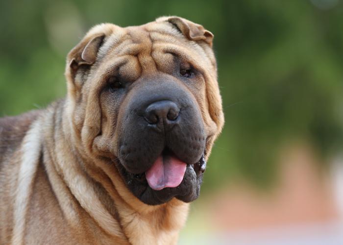 Shar pei pää