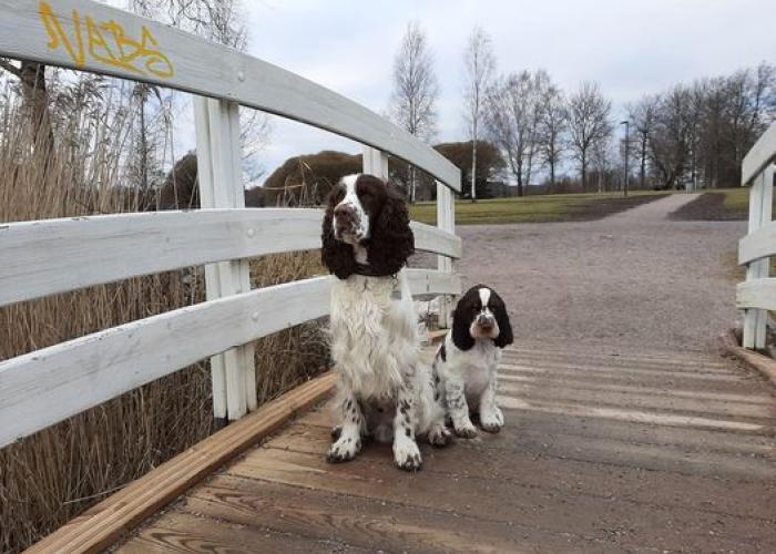 Englanninspringerspanielit sillalla