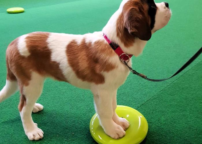 Berbharndinpaimenkoira pentuna