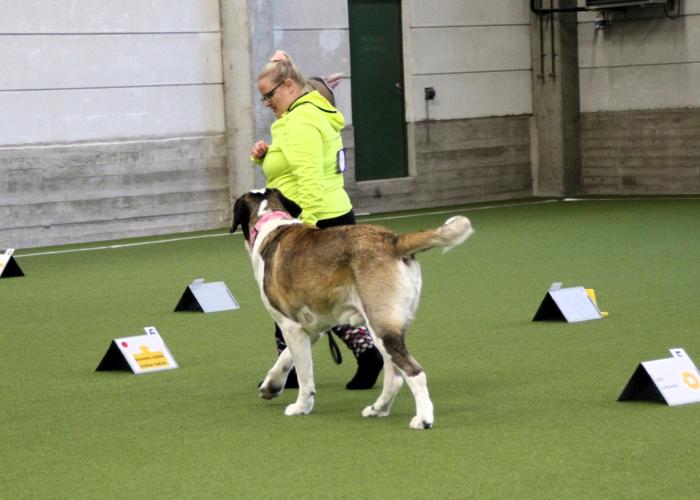 Berbharndinpaimenkoira