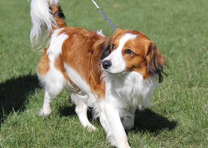 103--kooikerhondje_1.jpg