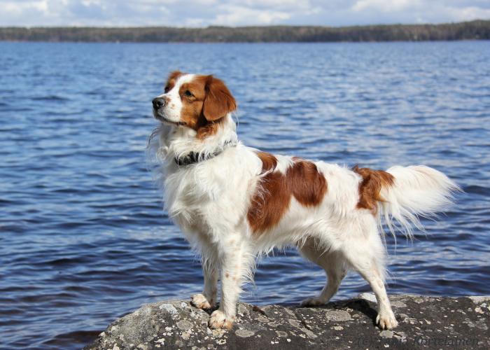 103--kooikerhondje_2--main.JPG