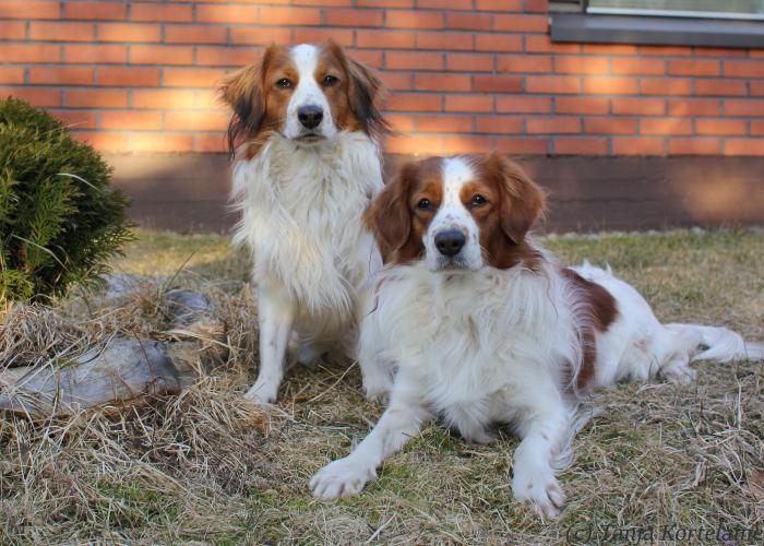 103--kooikerhondje_3.jpg