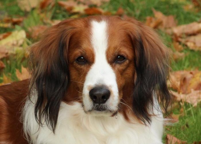 103--kooikerhondje_4.JPG