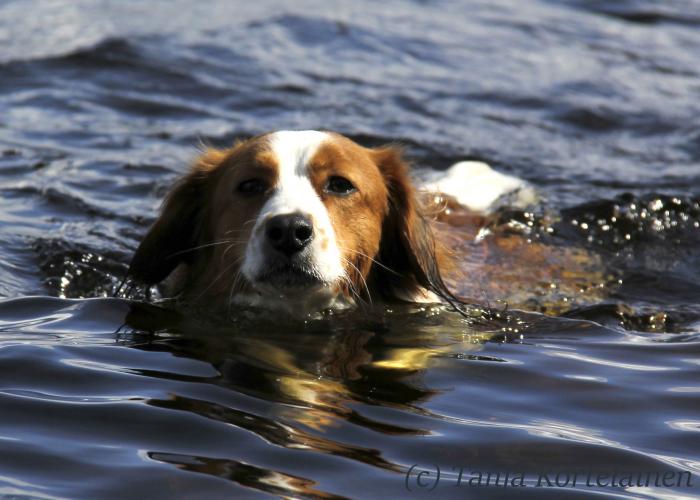 103--kooikerhondje_5.jpg