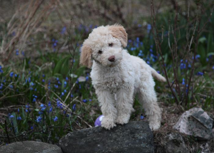 108--lagotto--Hertta_Hiltunen.jpg