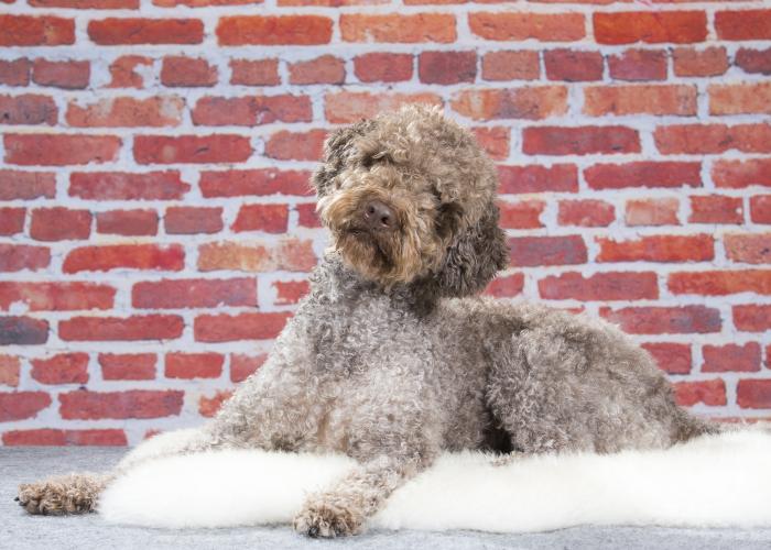 108--lagotto--Janne_Ahola.jpg