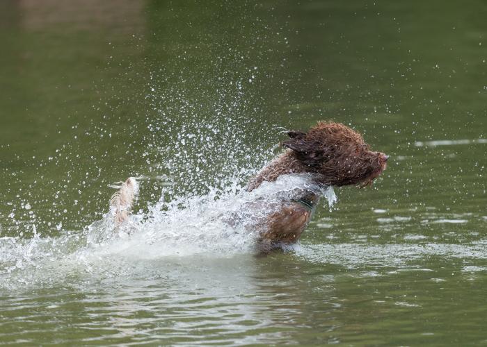 108--lagotto--Jari_Leino.jpg