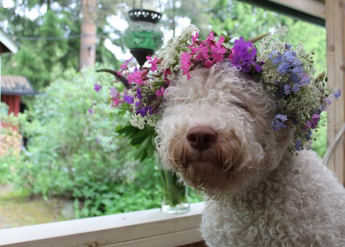 108--lagotto--Kaisa_Terhosalo.jpg