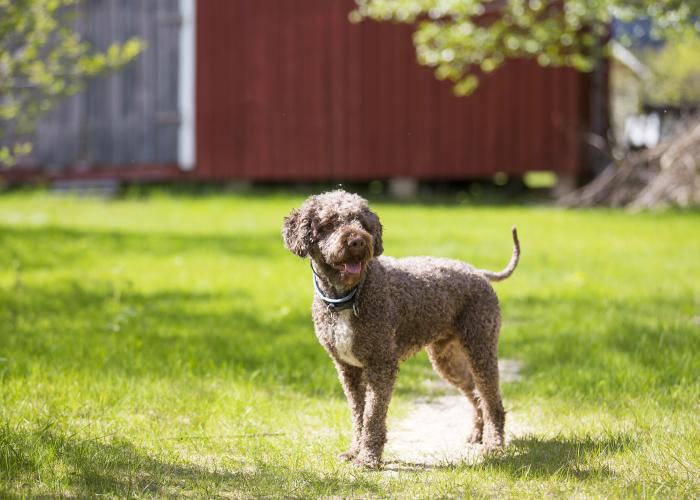 108--lagotto--Sari_Kokkonen.jpg