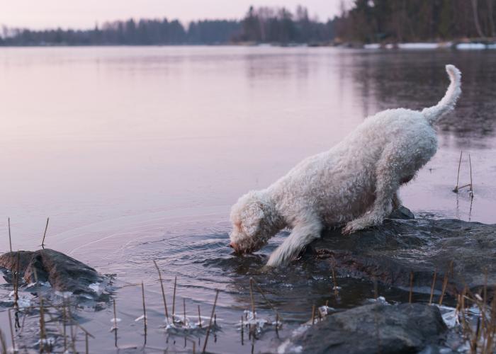 108--lagotto--Tarja_Aho.jpg