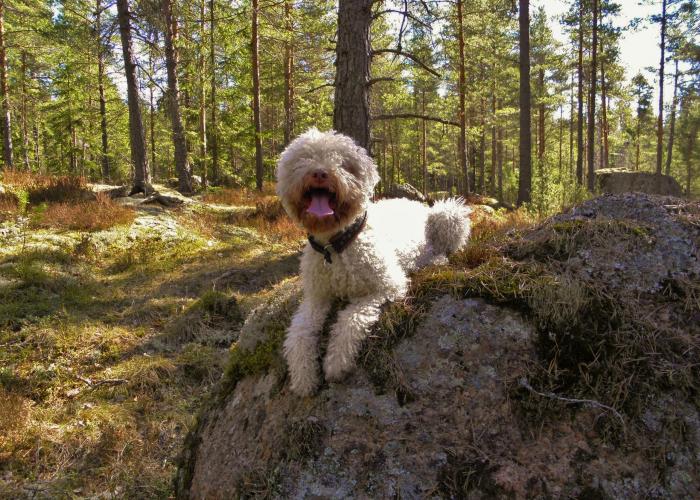 108--lagotto.jpg