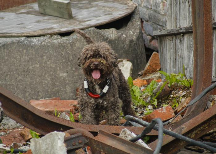 108--lagotto3--Marisa_Köngäs.jpg