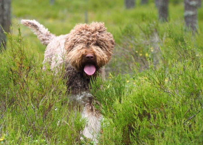 108--lagotto4--Raija_Kiili.JPG