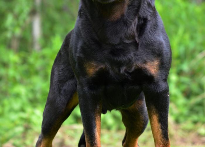 Rottweiler | Hankikoira