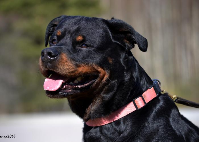 Rottweiler | Hankikoira