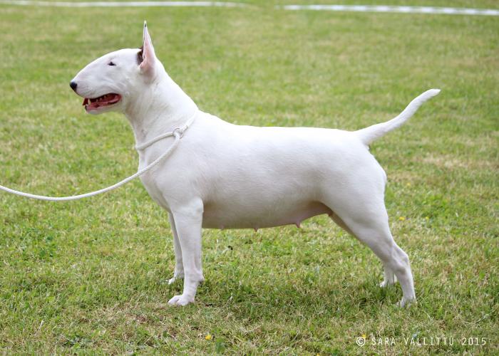 169--Bullterrieri--Sara_Vallittu.jpg