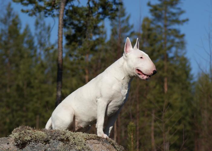 169--Bullterrierit--Tanja_Veckman.JPG