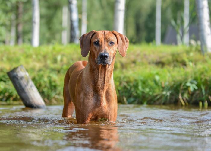 Rhodesian ridgeback sales hinta