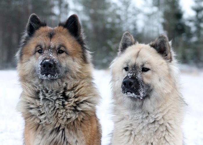 30--eurasier.jpg