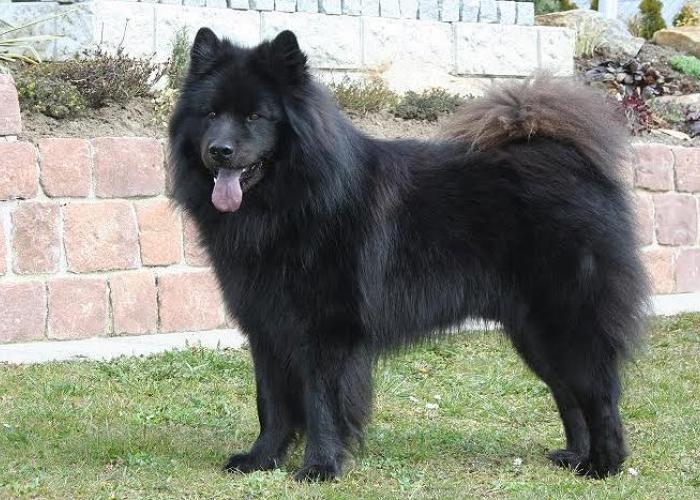 30--eurasier2.jpg