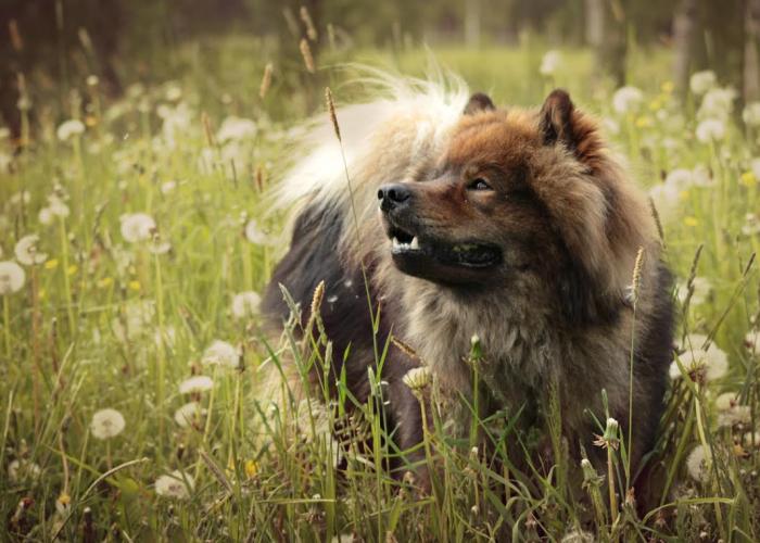 30--eurasier7.jpg