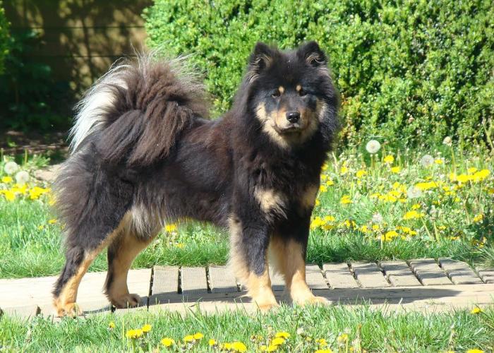 30--eurasier8--main.jpg