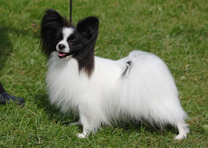 310--Papillon--Jonna_Löytynoja.JPG