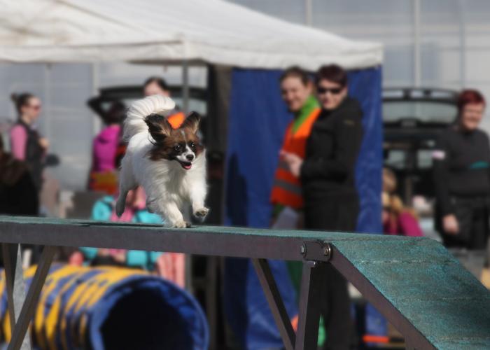 310--Papillon_agility--Jouni_Airola.jpg