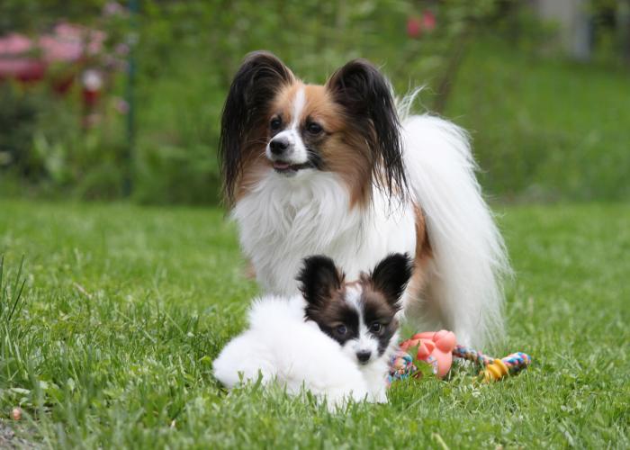 310--Papillon_aikuinen_pentu--Jaana_Airola.jpg