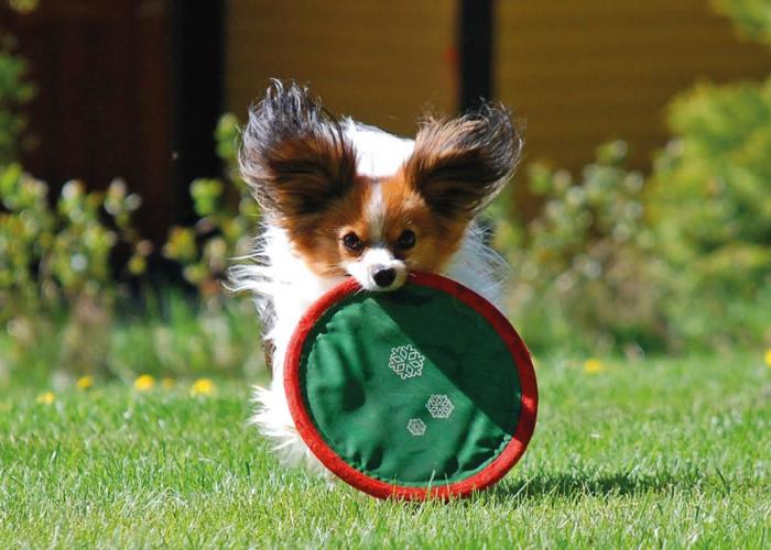 310--Papillon_frisbee--Lotte_Sinivaara.jpg