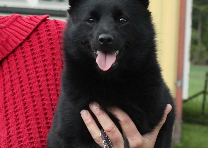 313--schipperke.jpg