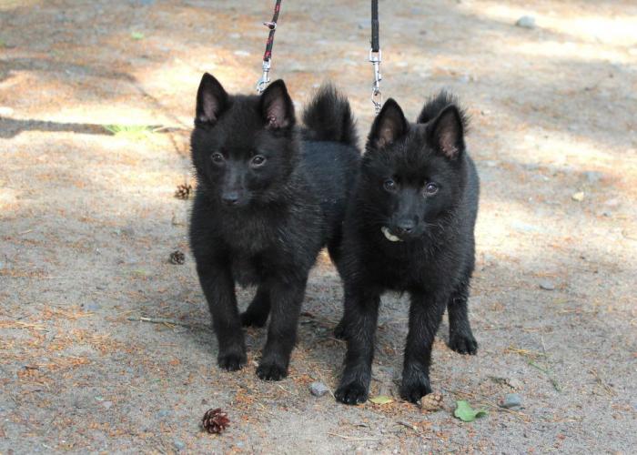 313--schipperke1000.jpg