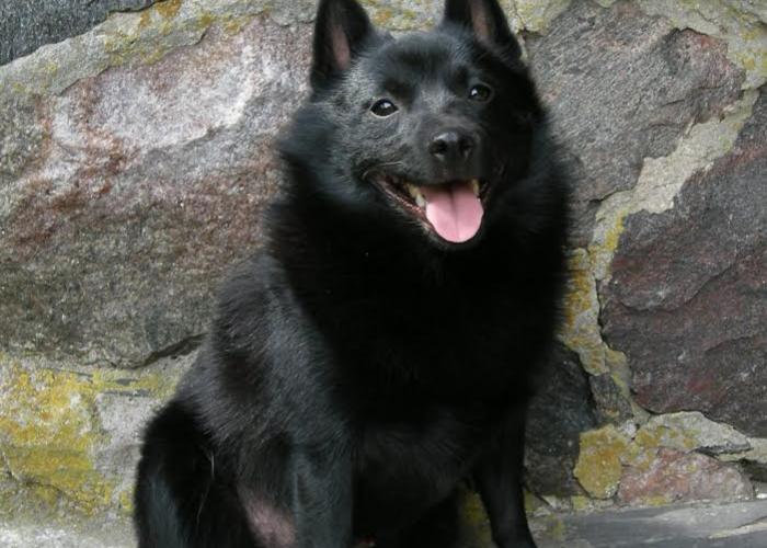 313--schipperke1001.jpg