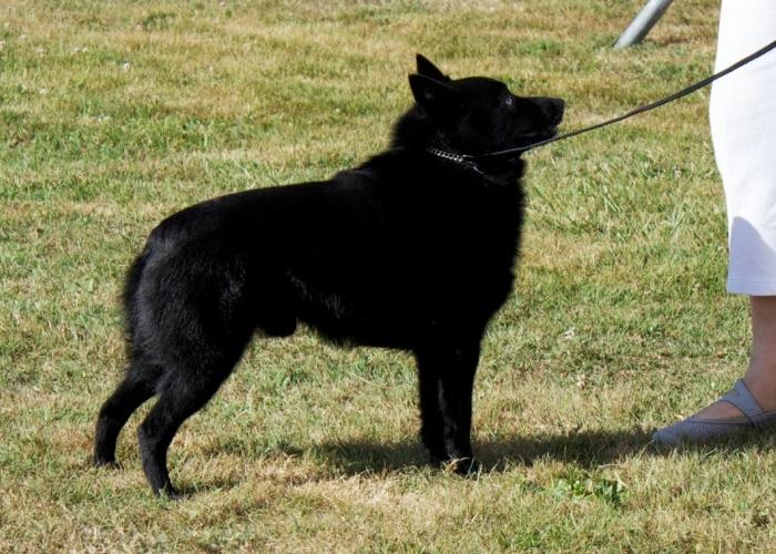 313--schipperke1003.jpg