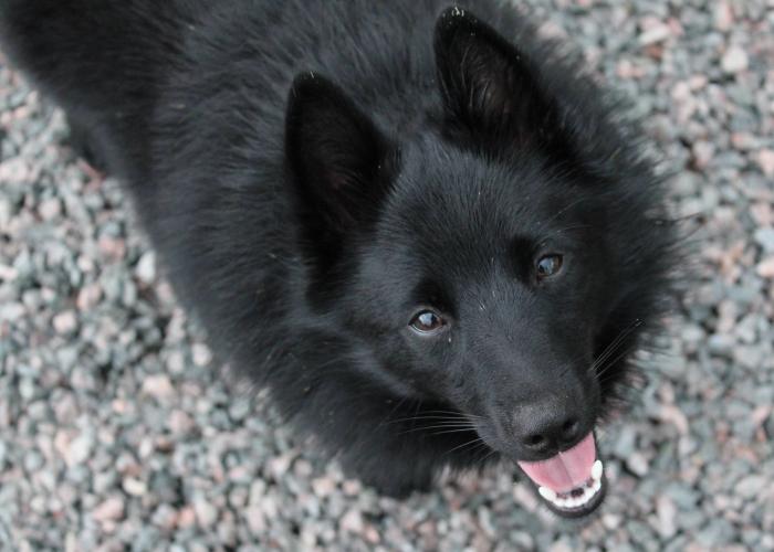 313--schipperke1008.jpg