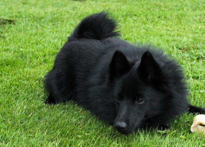 313--schipperke1009.jpg