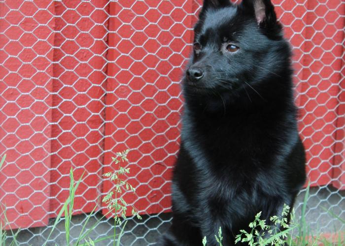 313--schipperke1011.jpg