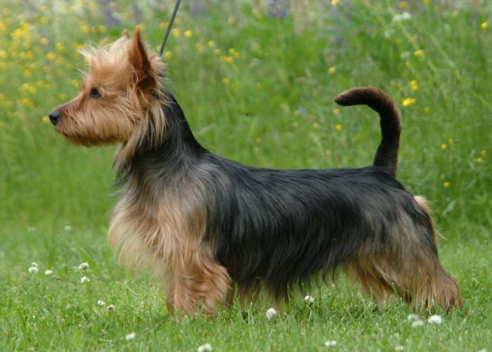 australianterrier-blue-tan.jpg