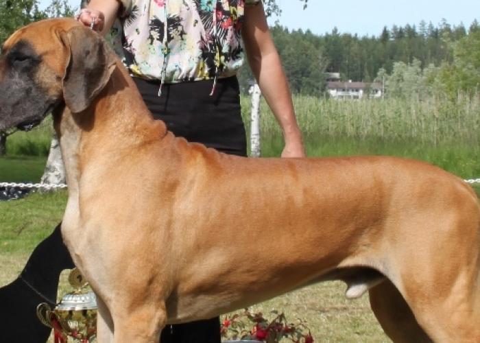 tanskandoggi hinta