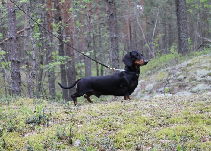 kuivausrumpu ohjelmat