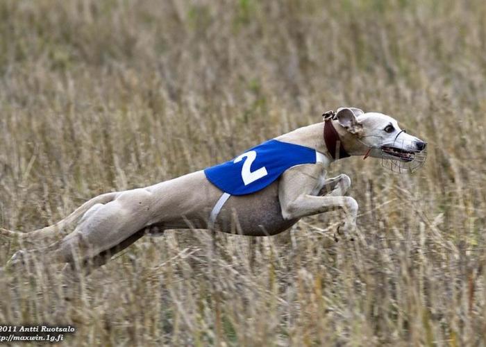 whippet_lure_coursing.jpg